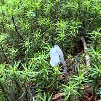 今年初の銀竜草　峰の松目にはたくさんありました