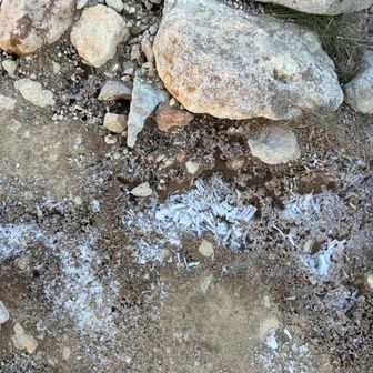 結構霜柱が出来てます。なにげに1900m以上の山ですから、寒いんでしょう。