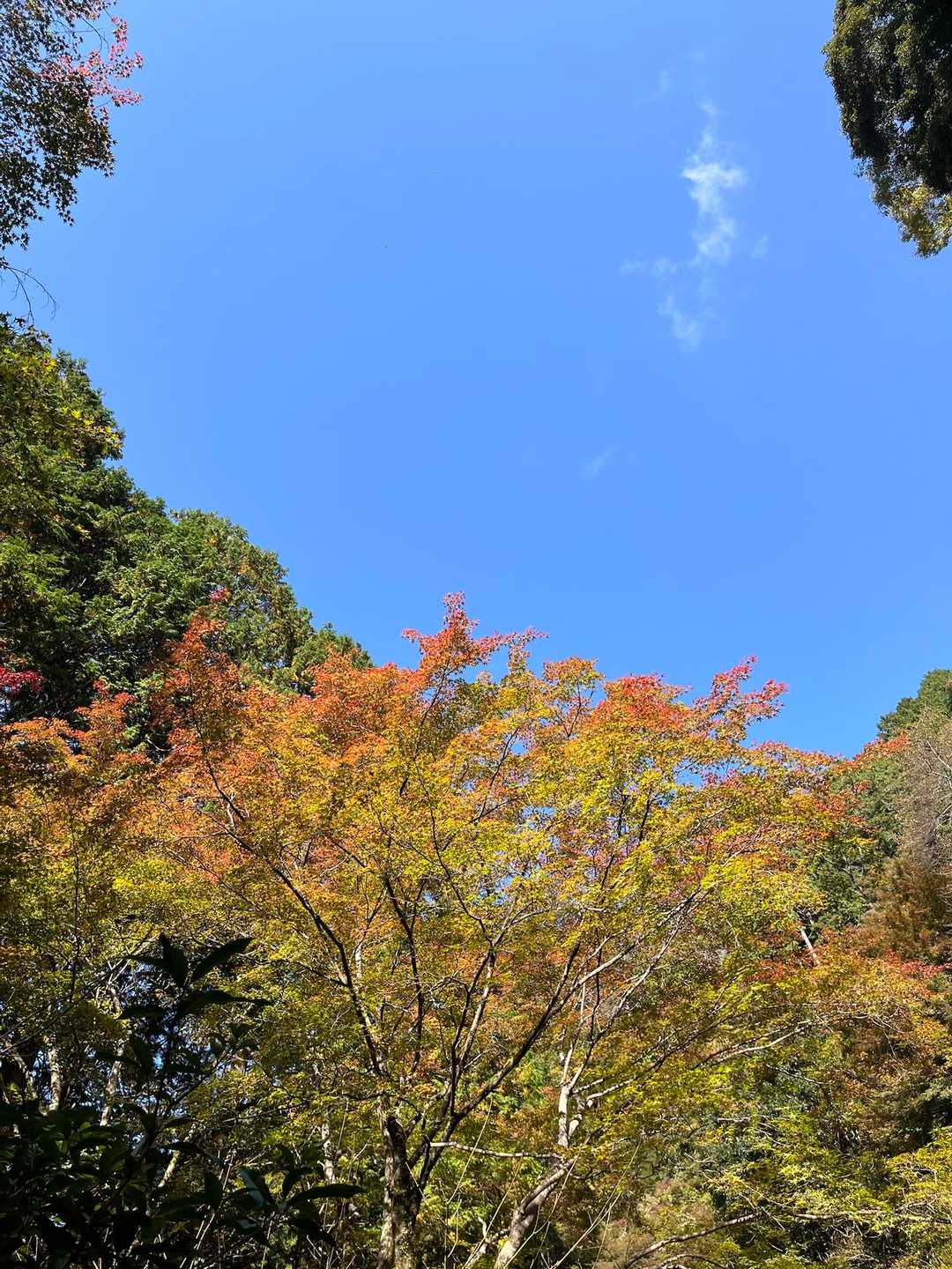 🧡💛
さらにだるまさん目指してテクテク歩く🚶‍♂️