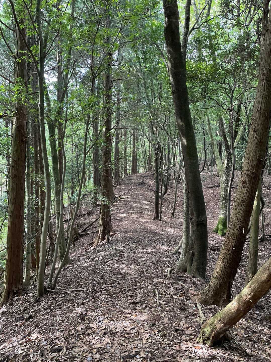 馬見山 往復コースの写真