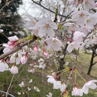 一段上がるとちょっと花のつきが少ないかな