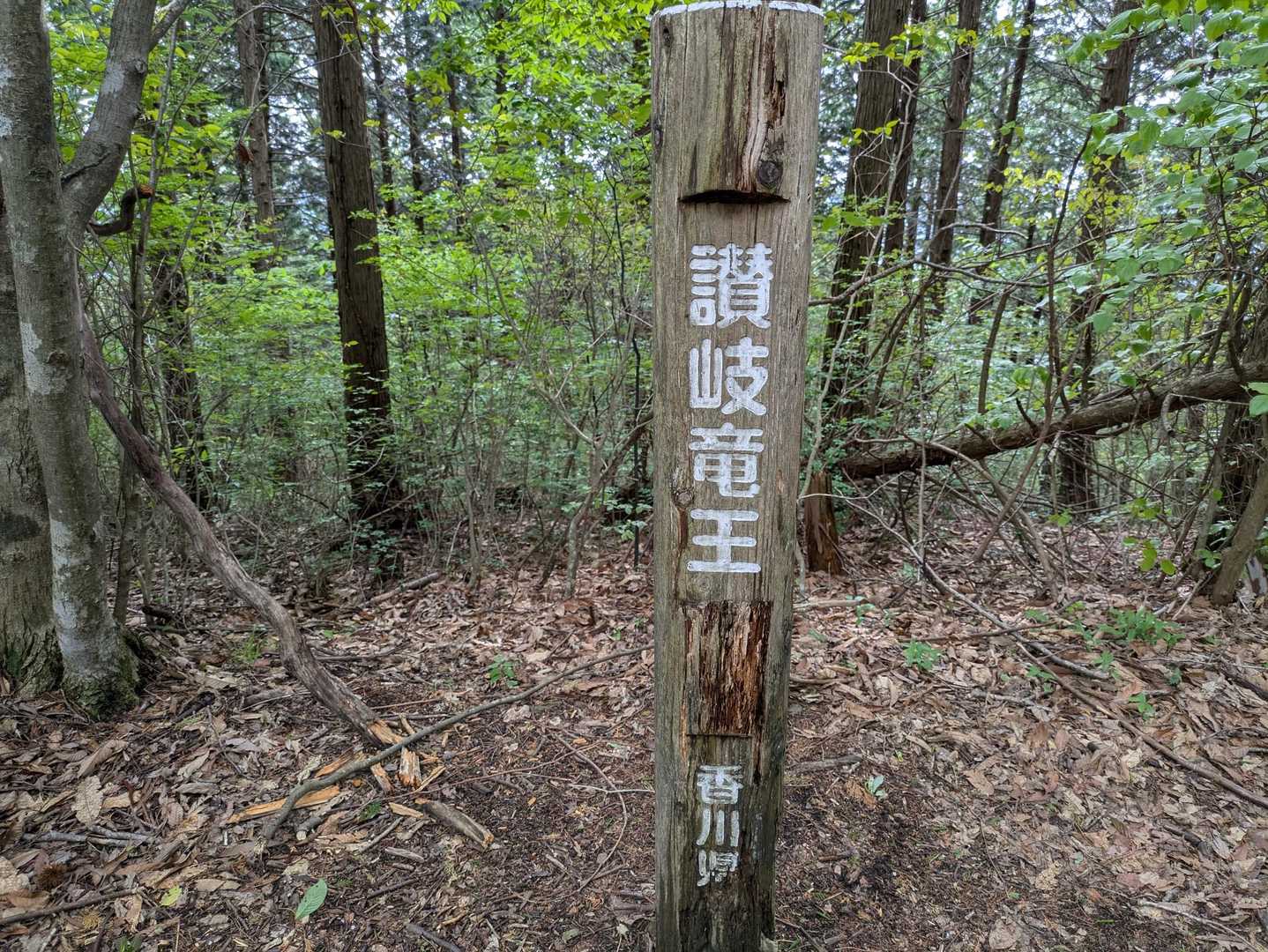 竜王山-竜王山 往復コースの写真