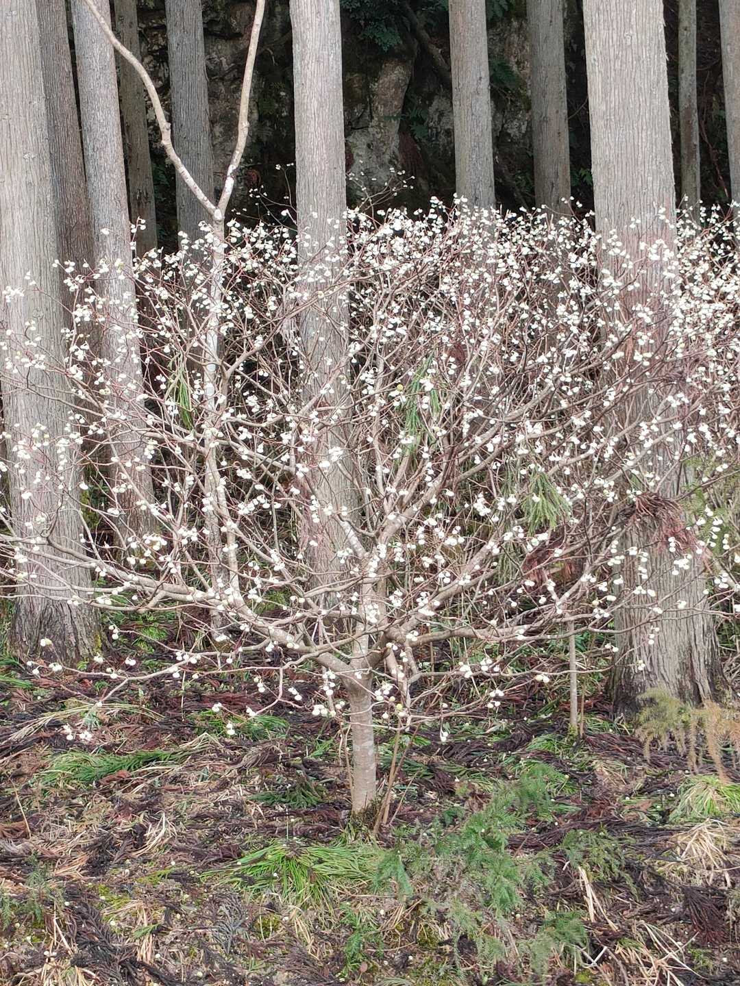 下りの道で、みつまたの花が、白い蕾をたくさん付けていました🤗