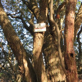 頂上に着きました。