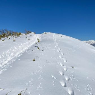 人間のトレース👣と、熊のツボ足🐾
一緒にはならないのか。