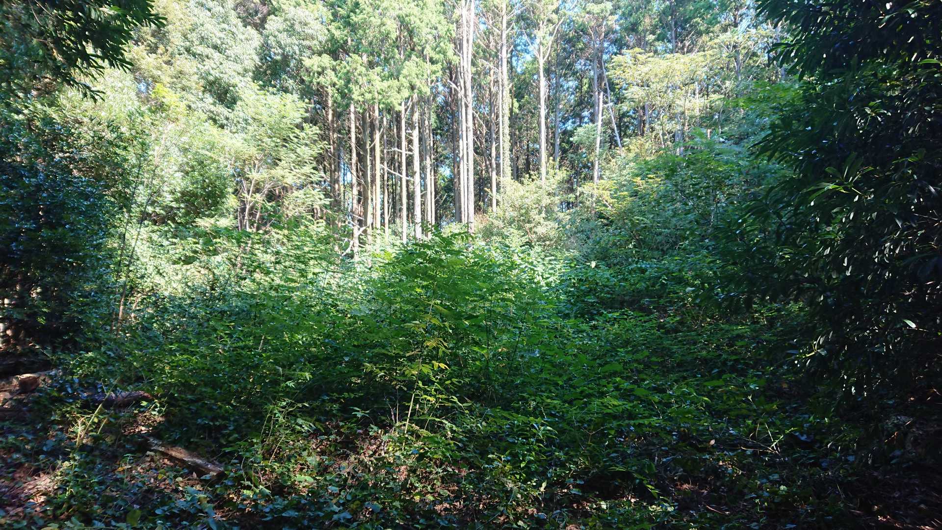 高岳山頂のはず。
この周りを捜索するもわからず、ここら辺を山頂とします