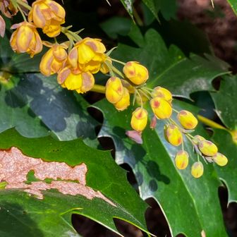 ナンテンヒイラギ？