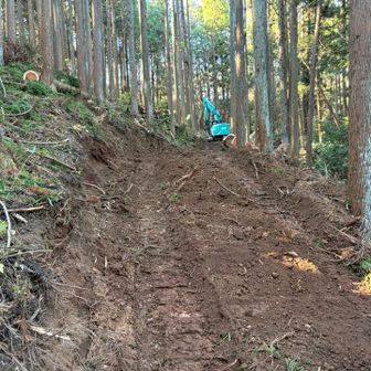 重機が入っての作業や
チェーンソーで樹を倒す作業も