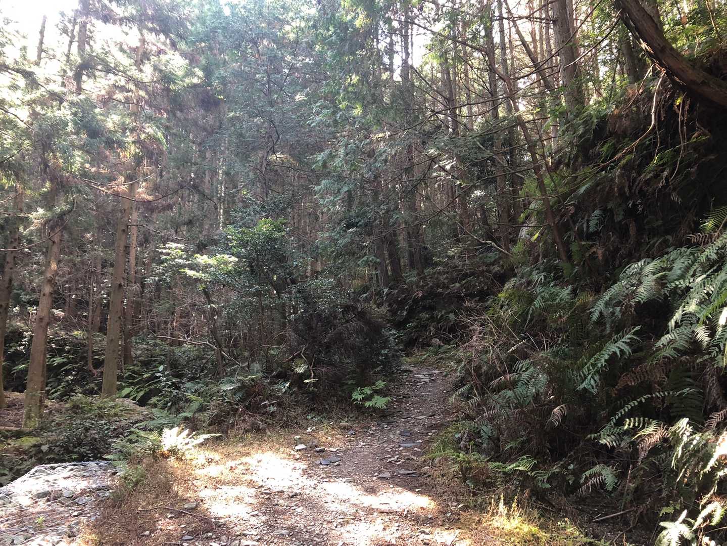今日は舗装路ではなく、山道を進みます🚶🏻‍♀️