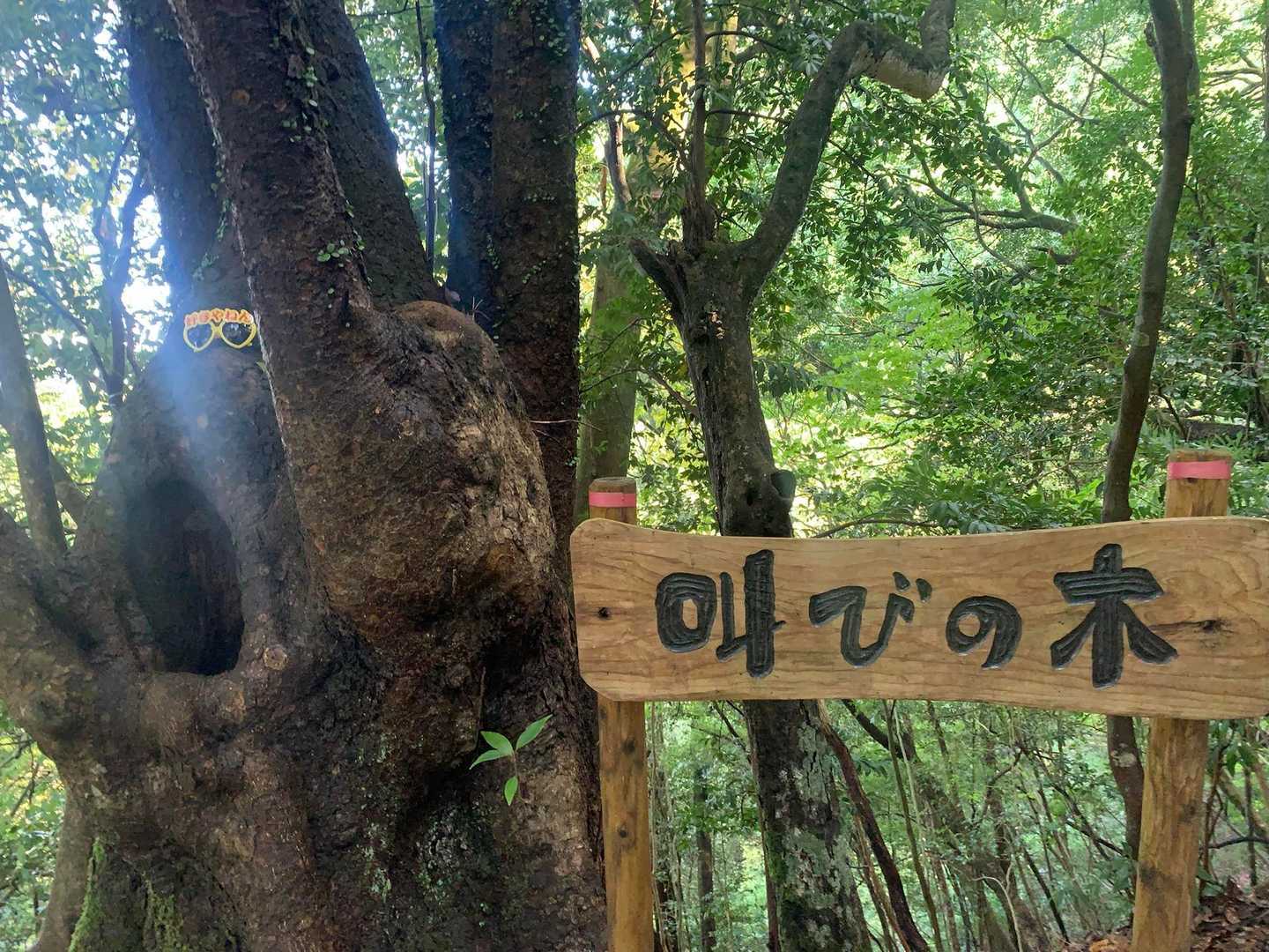 トミーのサングラス🕶️似合ってる〜