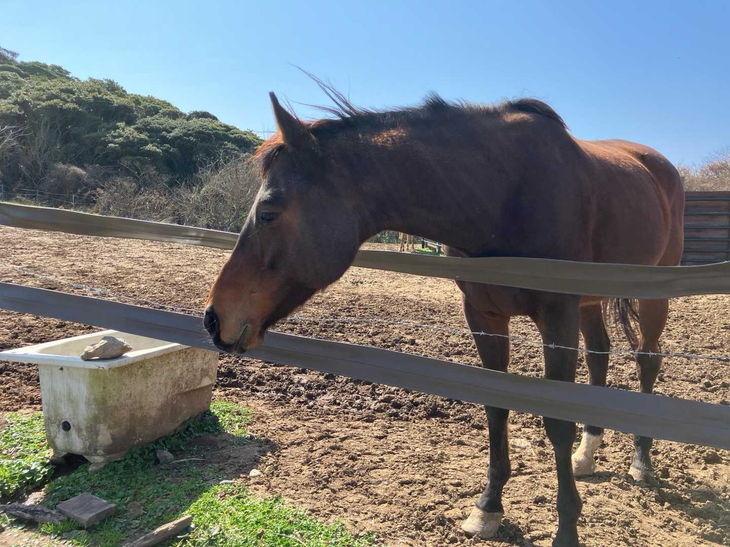 人懐っこいお馬さん