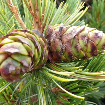高山に生えるマツ科の常緑低木であるハイマツ（這松、学名：Pinus pumila）の球果（松ぼっくり）および針状の葉（5葉性）である可能性が高いです。 
ハイマツは日本の北海道や本州中部以北の亜高山帯から高山の尾根などに自生し、地面を這うように枝を広げるのが特徴です。雌花は受粉してから約2年かけてこのような球果へと成長します。 