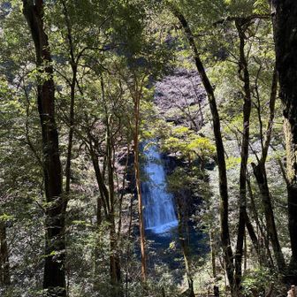 すだれの滝のすぐ横にさぎりの滝がありました。