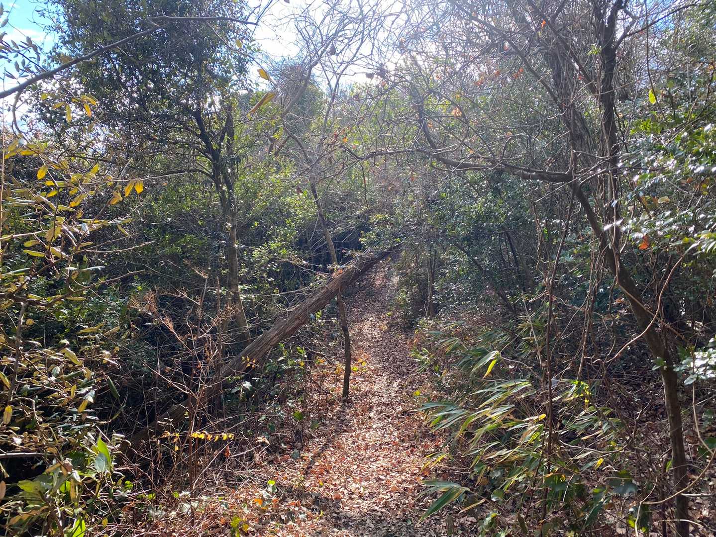 西尾根コース登山口-剣ヶ峰-みふみ山 周回コースの写真