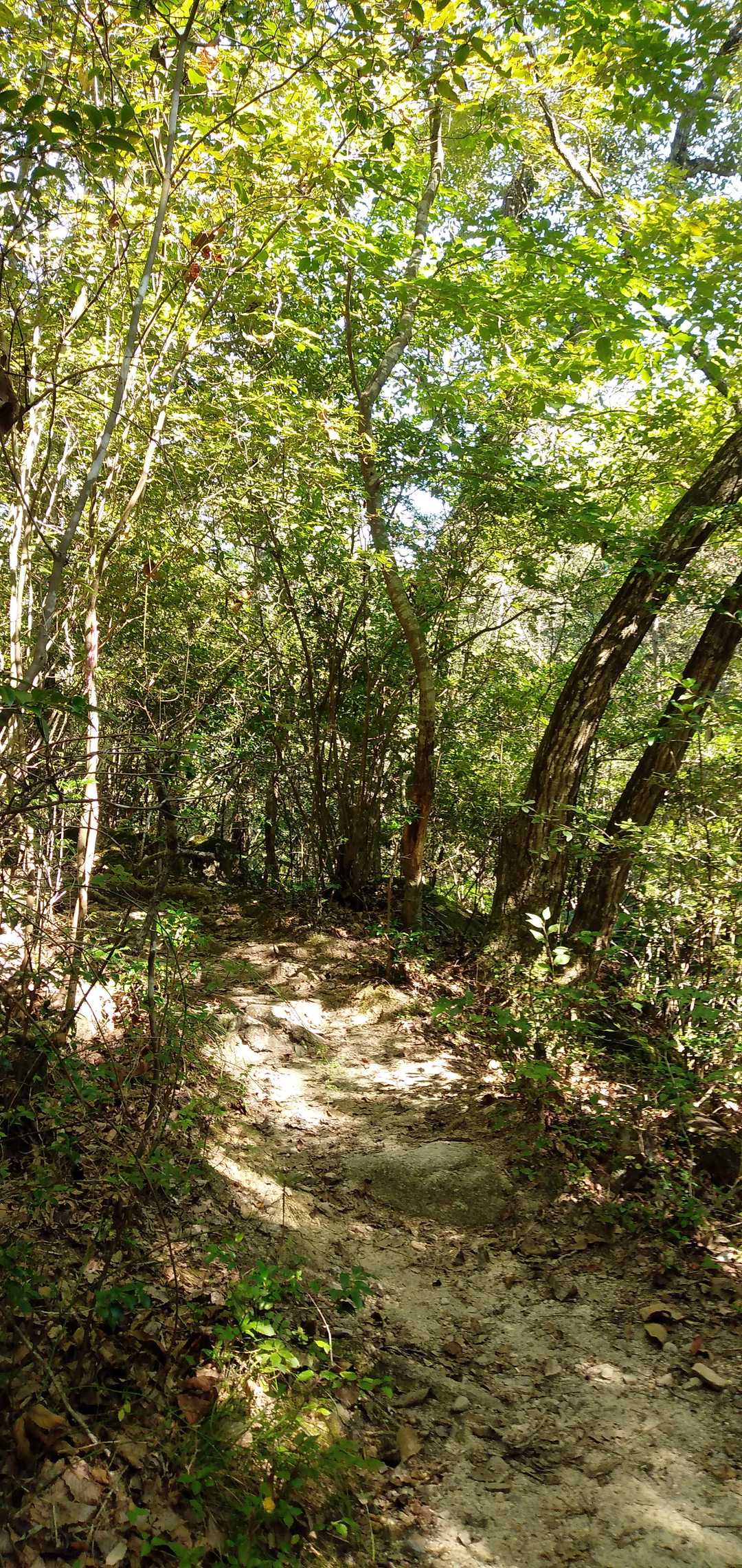 上桐生登山口-鶏冠山 周回コースの写真