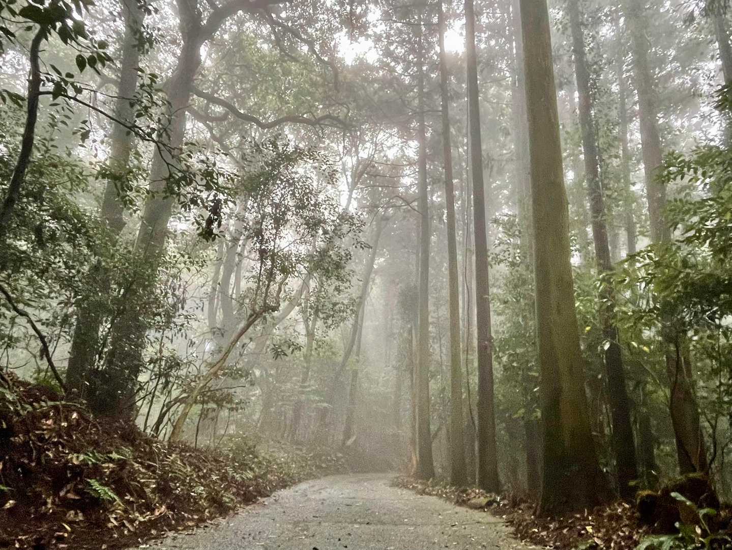 終始、雲の中でした☁️
そしてYAMAP終了すると、、、