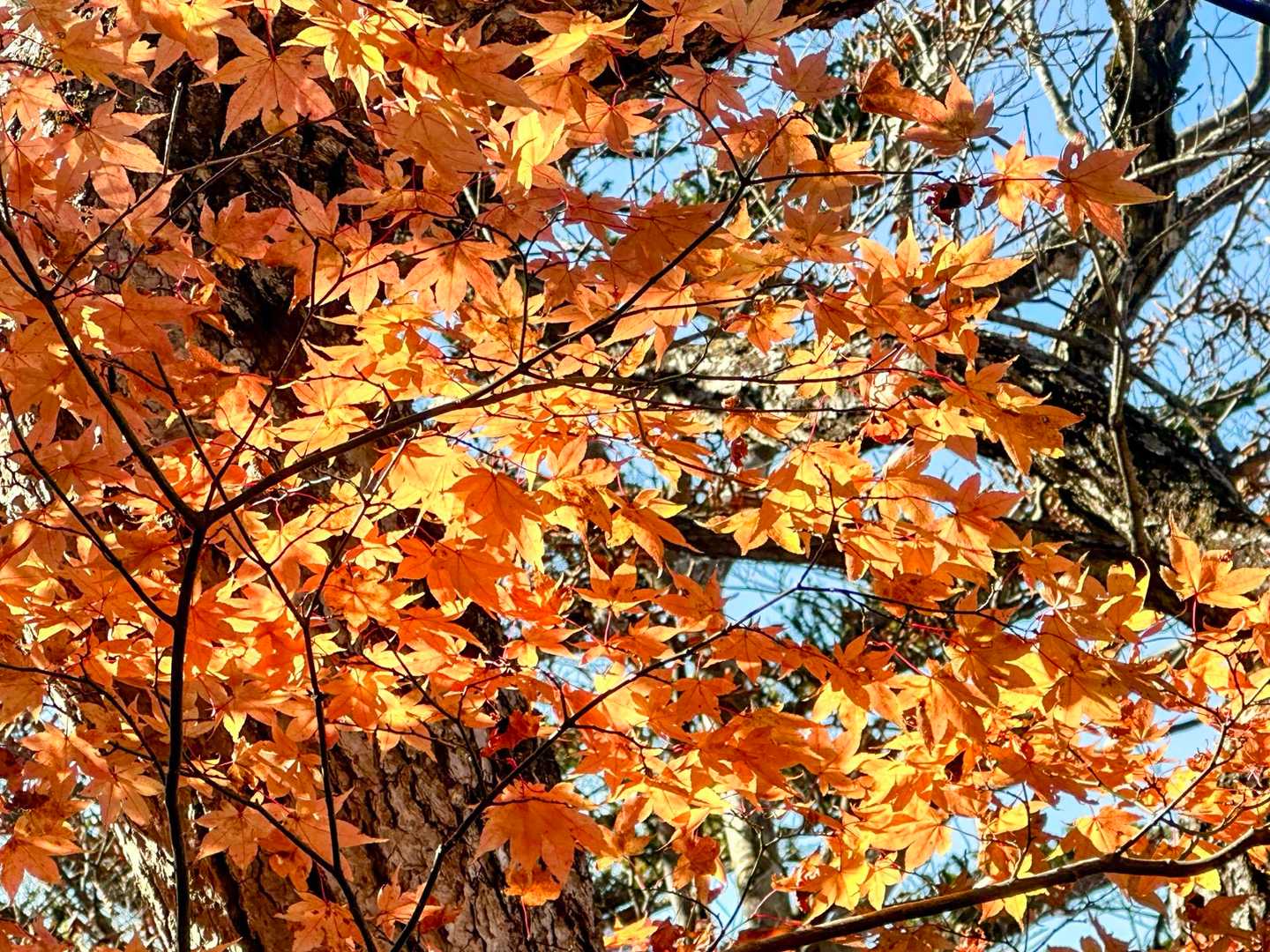 キラキラ🍁