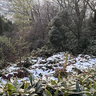 日影には雪が残ってる