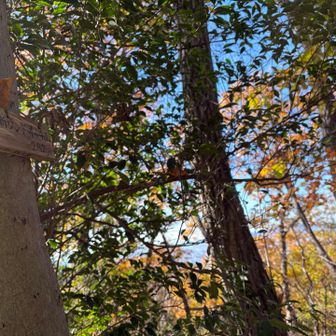 新サンドイッチ山山頂