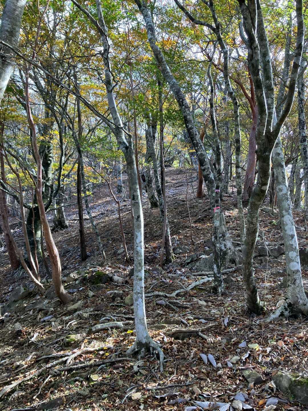 尾根に出ました