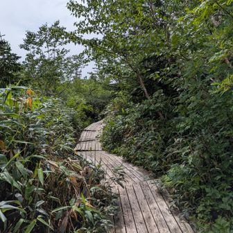 栂池自然園の木道。
終点近くと思ったら大間違いでした、自然園の半分もいってません。この後、泥と岩の下りが再開します。