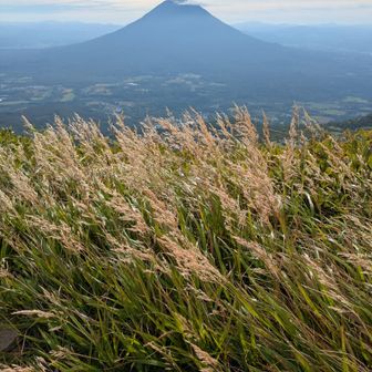 山頂からの眺望
目の前に広がるのは、風に揺れるススキと羊蹄山