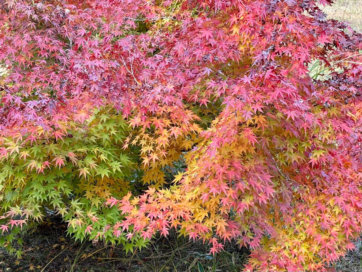 紅葉🍁
