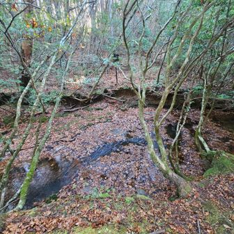 YAMAP地図に載っていない、滝見台へも向かいます。
まず行道川を渡渉。
この小さな川が実は行道の滝のすぐ上流なので、もしこの川で転んで一枚岩の上を流されると、滝から200mジャンプすることになります。ｺﾜｰ