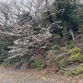 野一色権現山登山口