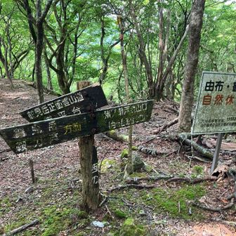 西の台分岐。右に行けば2月に登った猪の瀬戸からのコース。
南平台→火男火売神社の方向に下山するので左へ進む。