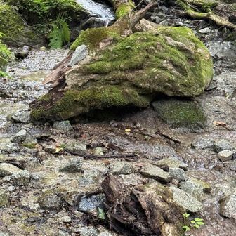 訃報🐉　ドラゴン死す🐲

手前がもげた口か？