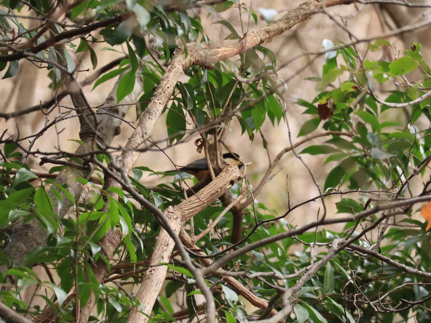 ヤマガラらしき鳥が見えましたが枝が遮って微妙