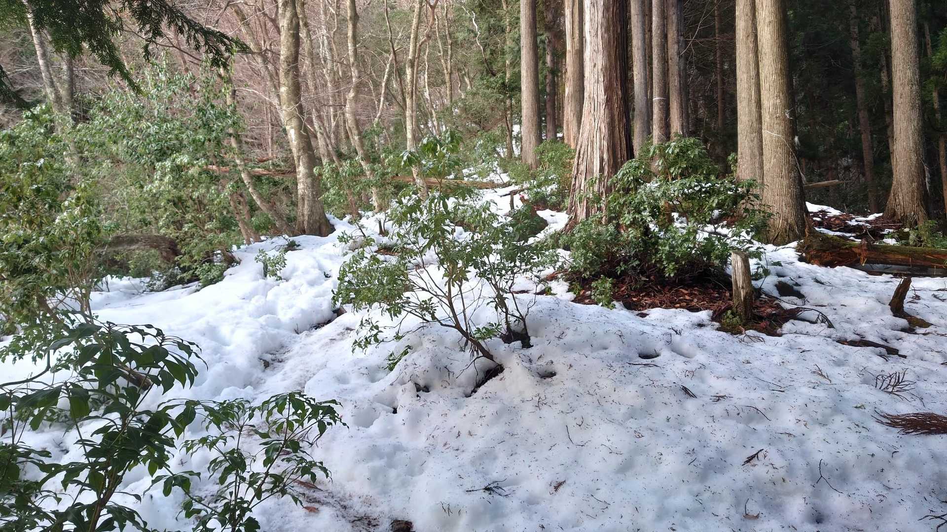 雪が現れたが、行けるトコまでギアなしで
