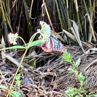 アサギマダラ