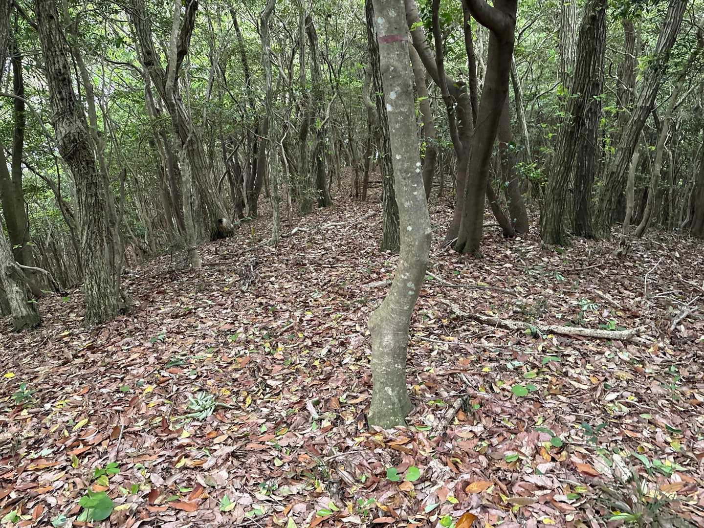 山頂の全景