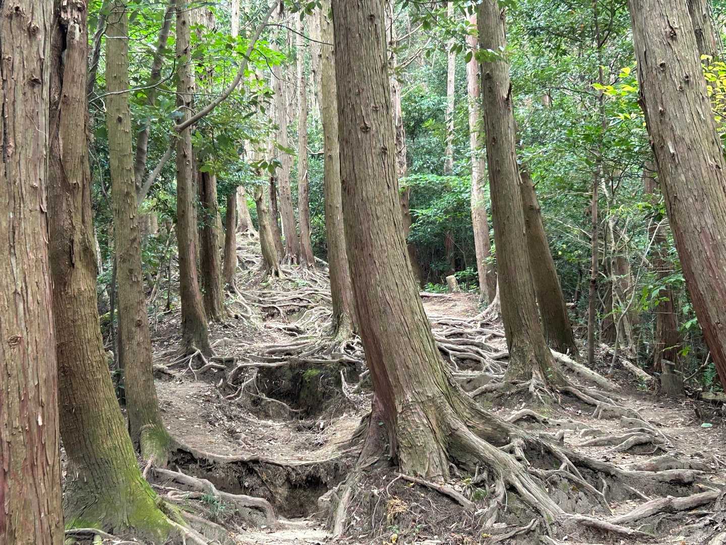 根っこ階段