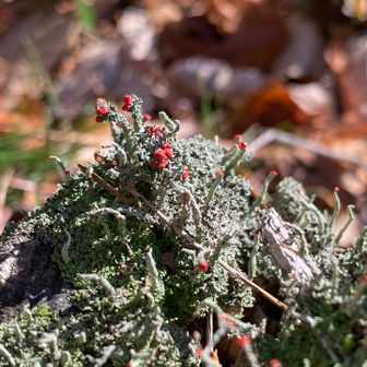 「モンロー リップ 花」は、主にイオウゴケ（硫黄苔）という地衣類（たい）を指し、その先端の真っ赤な子器（しき）がマリリン・モンローの唇のように見えることから「モンローリップ」と呼ばれます。コケのように見えますが、菌類と藻類が共生した不思議な生き物で、火山地帯などの硫黄分が多い場所に生息しており、コアカミゴケという別名もあります。 