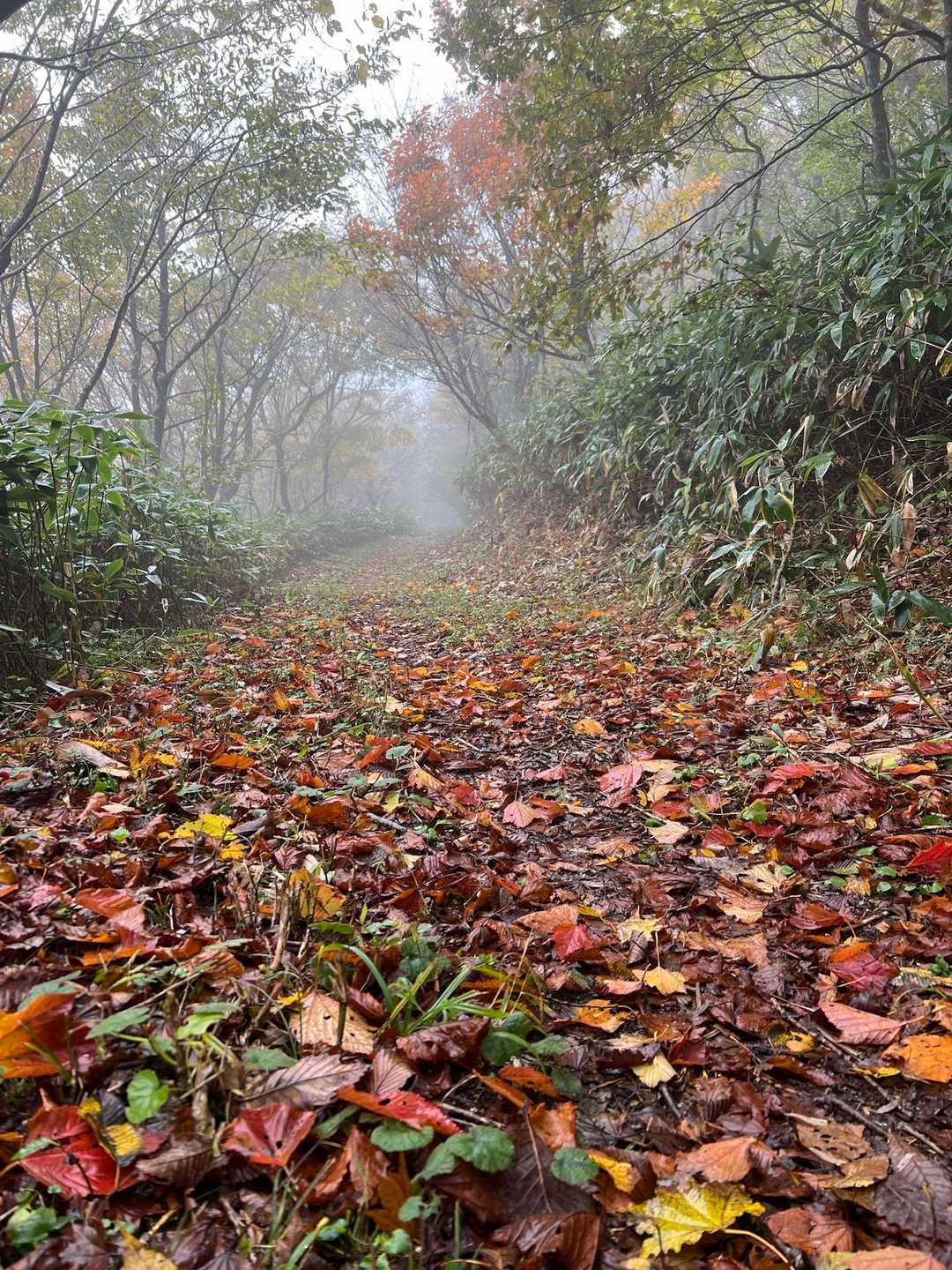 立烏帽子山駐車場発着｜池ノ段-竜王山 周回コースの写真