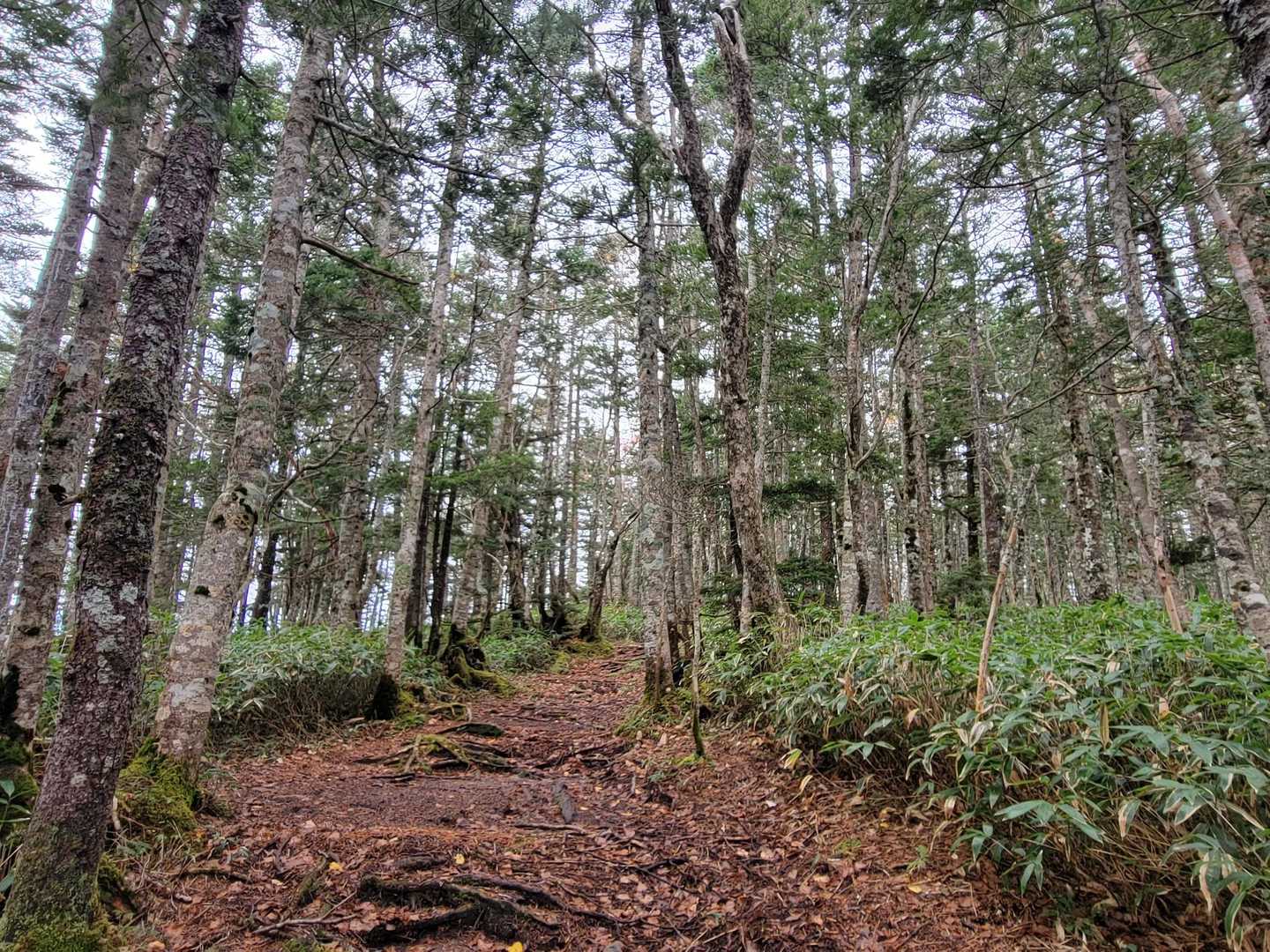 何ともいえない木々の香り🌳
癒されるな～思いっきり深呼吸しちゃう。