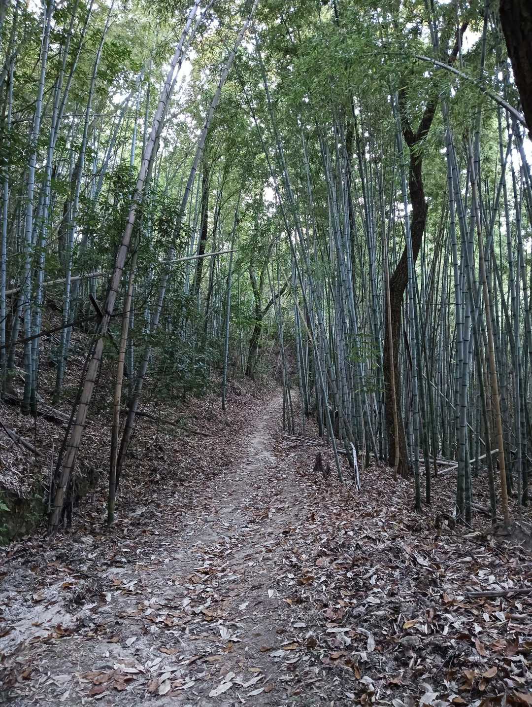 天神社手前の竹林！