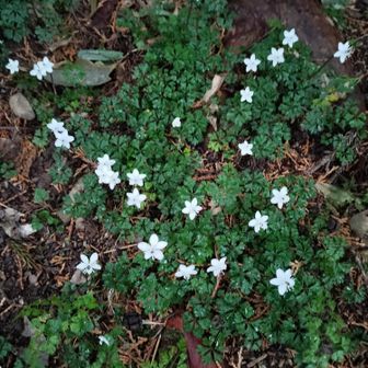 熊野古道 小辺路 いっぱい咲いていました