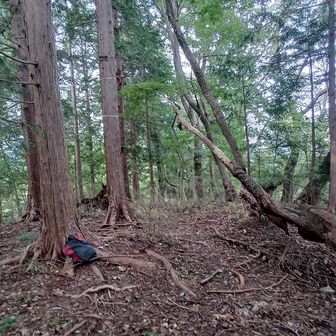 逆沢の頭の山頂
ここから東尾根を下る
