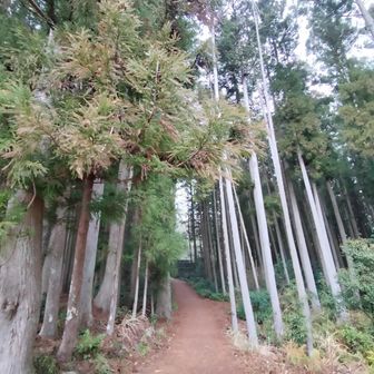 熊野古道 小辺路 歩きやすい道😍