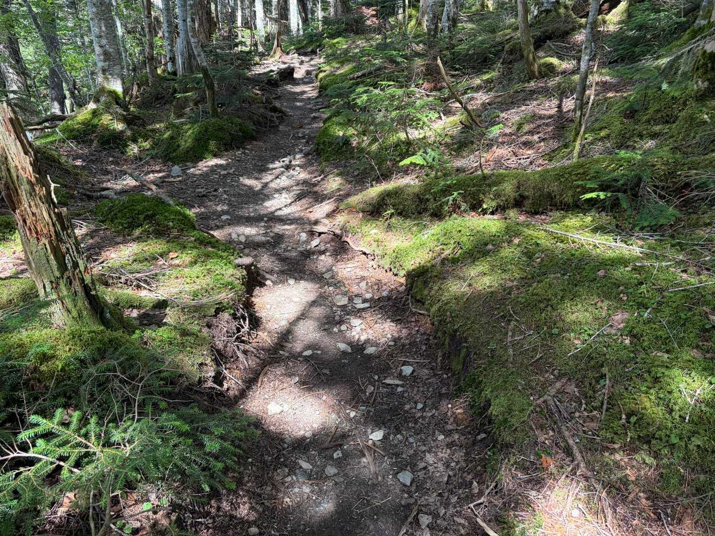 2合目からの下山も登るんかい最後まで登山やな🤣