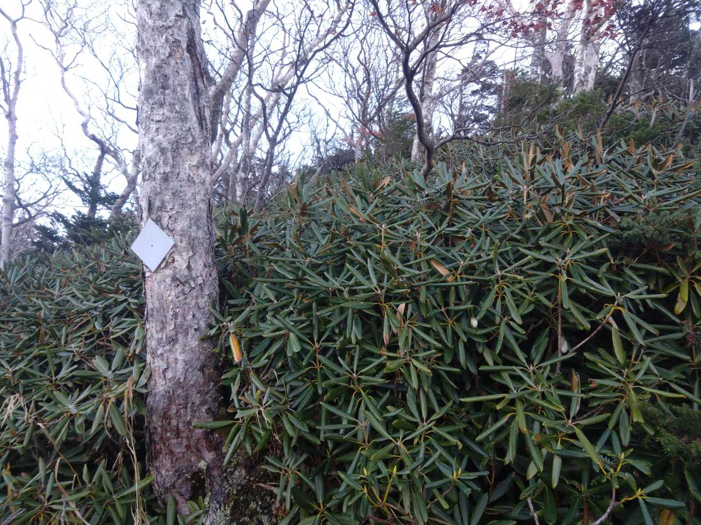 昔歩かれてたであろうマイナールートを少しだけ藪漕ぎ