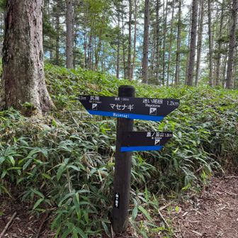 地獄を過ぎると、穏やかな登山道
