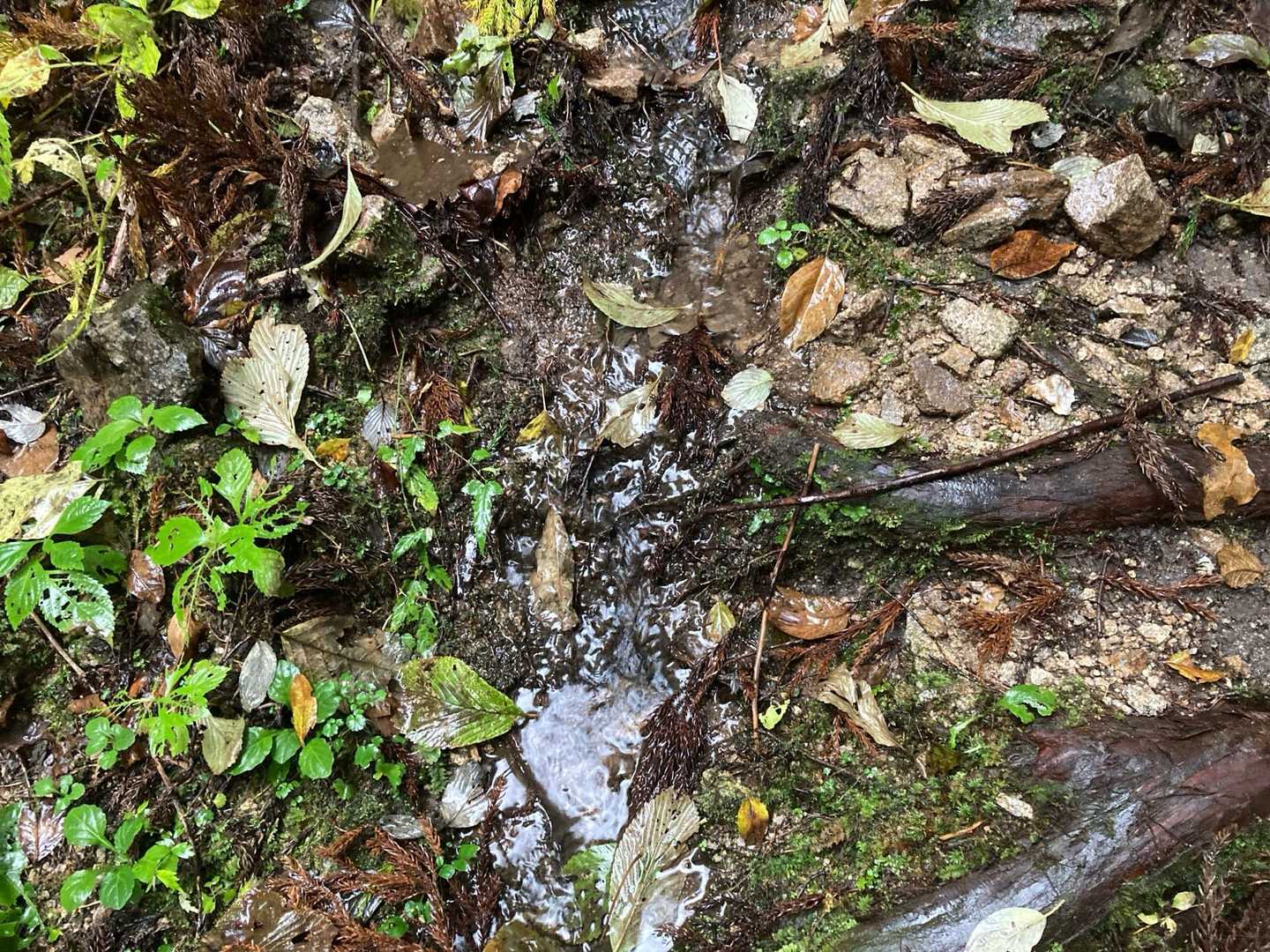 道が川になってる😭