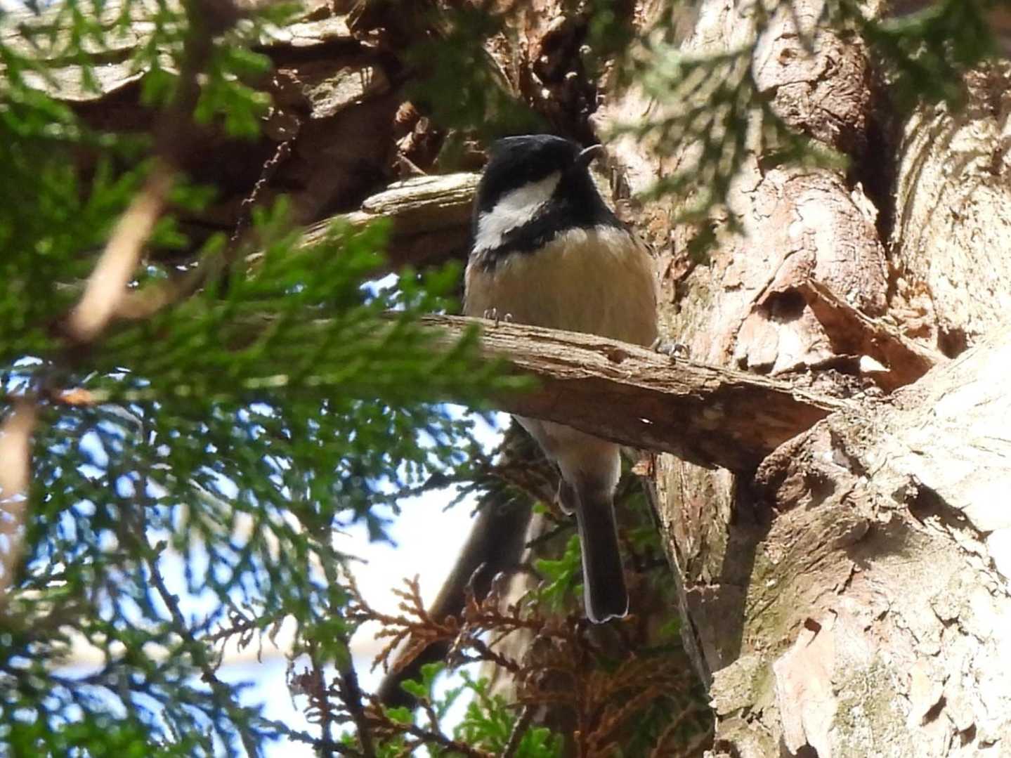 野鳥が沢山いました🙌
ヒガラかな？