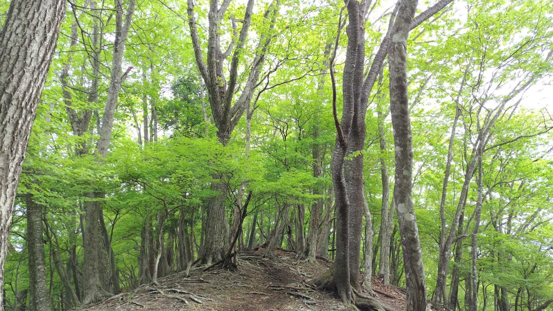標高少しあるから
新緑🌱🌱🌱若葉キレイ~
爽やかな雰囲気がしますねっ💕