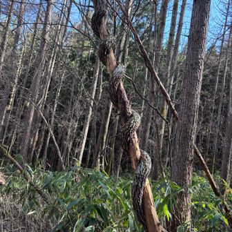 蛇が巻き付いたように見える木🪾